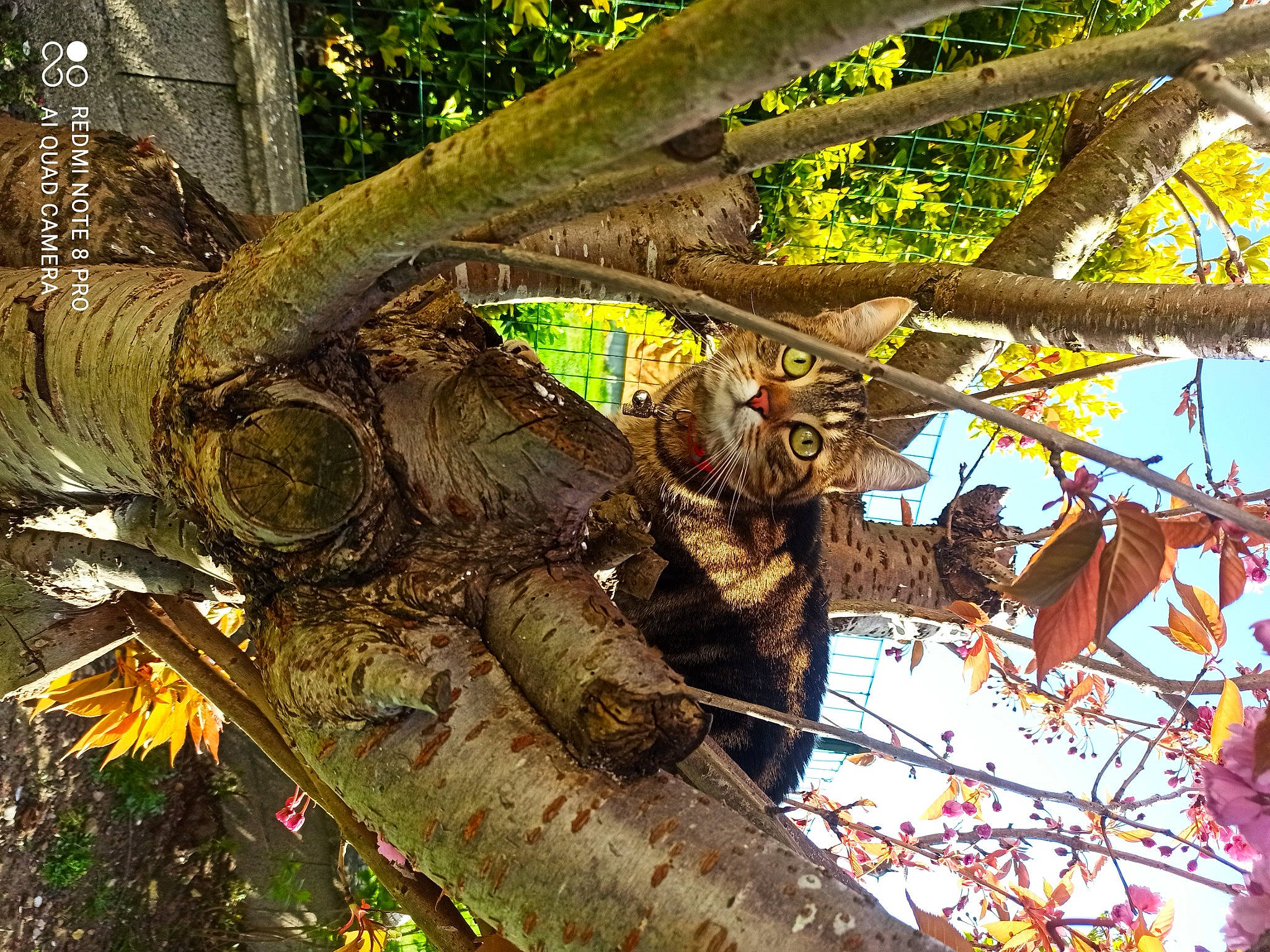 Paprika participe au concours pour gagner de l'argent avec cette photo : arecales, branch, deciduous, forest, jungle, leaf, natural_material, northern_hardwood_forest, palm_tree, plant, plant_stem, reptile, terrestrial_animal, terrestrial_plant, tree, trunk, twig, wood