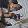 animal, bed, blanket, canine, closeup, comfort, cozy, cute, dog, fur, indoor, muzzle, napping, paw, pet, relaxation, resting, sleeping, striped, tongue