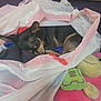 Dixxie is registered to the contest to win money with this photo: bedroom, black_and_brown, blanket, comfort, cozy, curled_up, cute, dog, domestic_animal, fabric, indoor, napping, pet, plastic_bag, relaxed, resting, sleeping, small_dog, soft_toys, stuffed_toy
