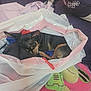 Dixxie is registered to the contest to win money with this photo: bed, black_dog, blanket, brown_dog, cozy, cute, dog, fabric, fur, green_toy, indoor, pet, pink_toy, plastic_bag, plush_toy, purple_bedspread, resting, sleeping, small_dog, stuffed_toy