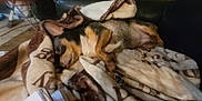 Dixxie is registered to the contest to win money with this photo: animal, blanket, comfort, couch, cozy, dog, domestic, fur, fur_color, furniture, household, indoor, nap, patterned_blanket, pet, relaxation, resting, sleeping, small_dog, tongue_out