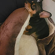 Dixxie is registered to the contest to win money with this photo: animal, blanket, brown, comfort, cozy, cute, dog, domestic_animal, ear, fur, indoors, nap, pet, relaxed, resting, side_view, sleeping_area, small_dog, soft_texture, white