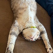 Yuri is registered to the contest to win money with this photo: cat, feline, stretching, relaxed, indoor, couch, fur, paws, whiskers, collar, brown, blue_jeans, clothing, pet, animal, sleeping, cozy, resting, closeup, domestic