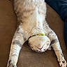 cat, feline, stretching, relaxed, indoor, couch, fur, paws, whiskers, collar, brown, blue_jeans, clothing, pet, animal, sleeping, cozy, resting, closeup, domestic