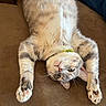 cat, upside_down, relaxed, paws, fur, couch, indoor, pet, animal, whiskers, tabby, claws, collar, cute, mammal, feline, resting, stretching, domestic, cozy