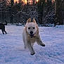 dog, snow, running, outdoor, white_dog, black_dog, forest, trees, sunset, nature, winter, playful, animal, cold, joyful, canine, park, daylight, snowy_ground, active