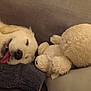 Lulu participe au concours pour gagner de l'argent avec cette photo : dog, sleeping, tongue_out, white_dog, fluffy, blanket, plush_toy, teddy_bear, cozy, resting, cute, indoor, couch, pet, animal, relaxed, soft, closeup, adorable, companion
