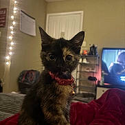 Piper is registered to the contest to win money with this photo: bedroom, bell, blanket, blurred_background, cat, collar, cute, door, ears, fur, furniture, indoor, kitten, pet, red, string_lights, television, tortoiseshell, whiskers, young