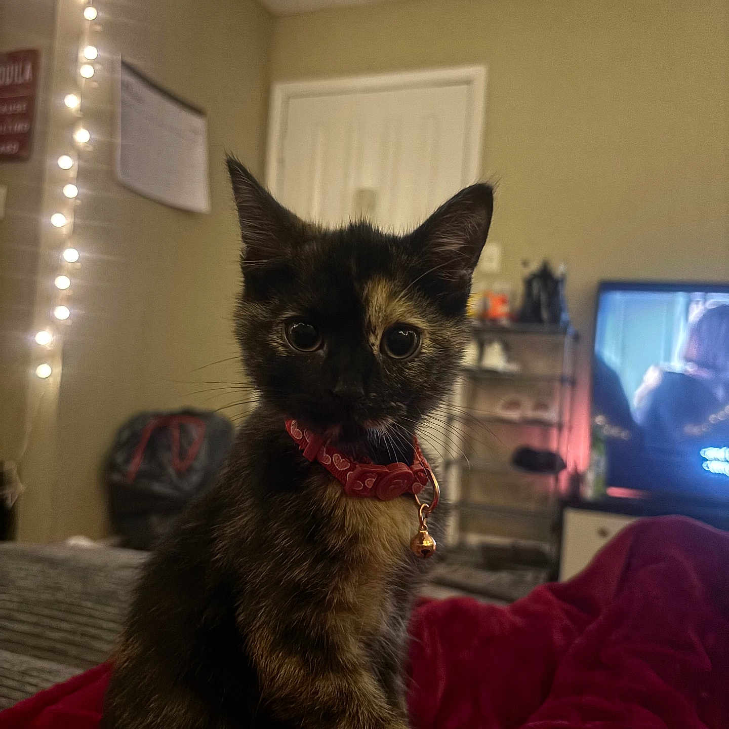 Piper
