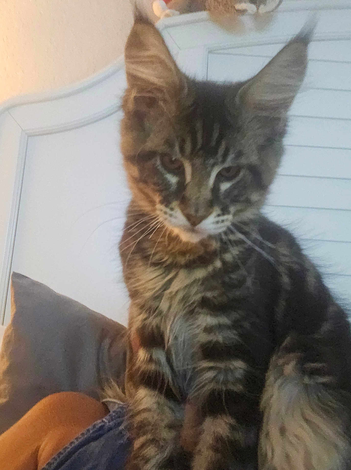 Jax