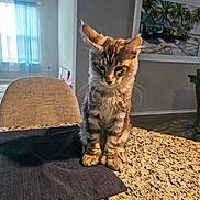 Louie joined the competition — help win amazing prizes! kitten, cat, tabby, indoor, countertop, granite, table, chair, blue_curtain, painting, wall, floor, furniture, pet, young_cat, domestic_cat, fur, whiskers, ears, paws