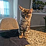 kitten, cat, tabby, indoor, countertop, granite, table, chair, blue_curtain, painting, wall, floor, furniture, pet, young_cat, domestic_cat, fur, whiskers, ears, paws