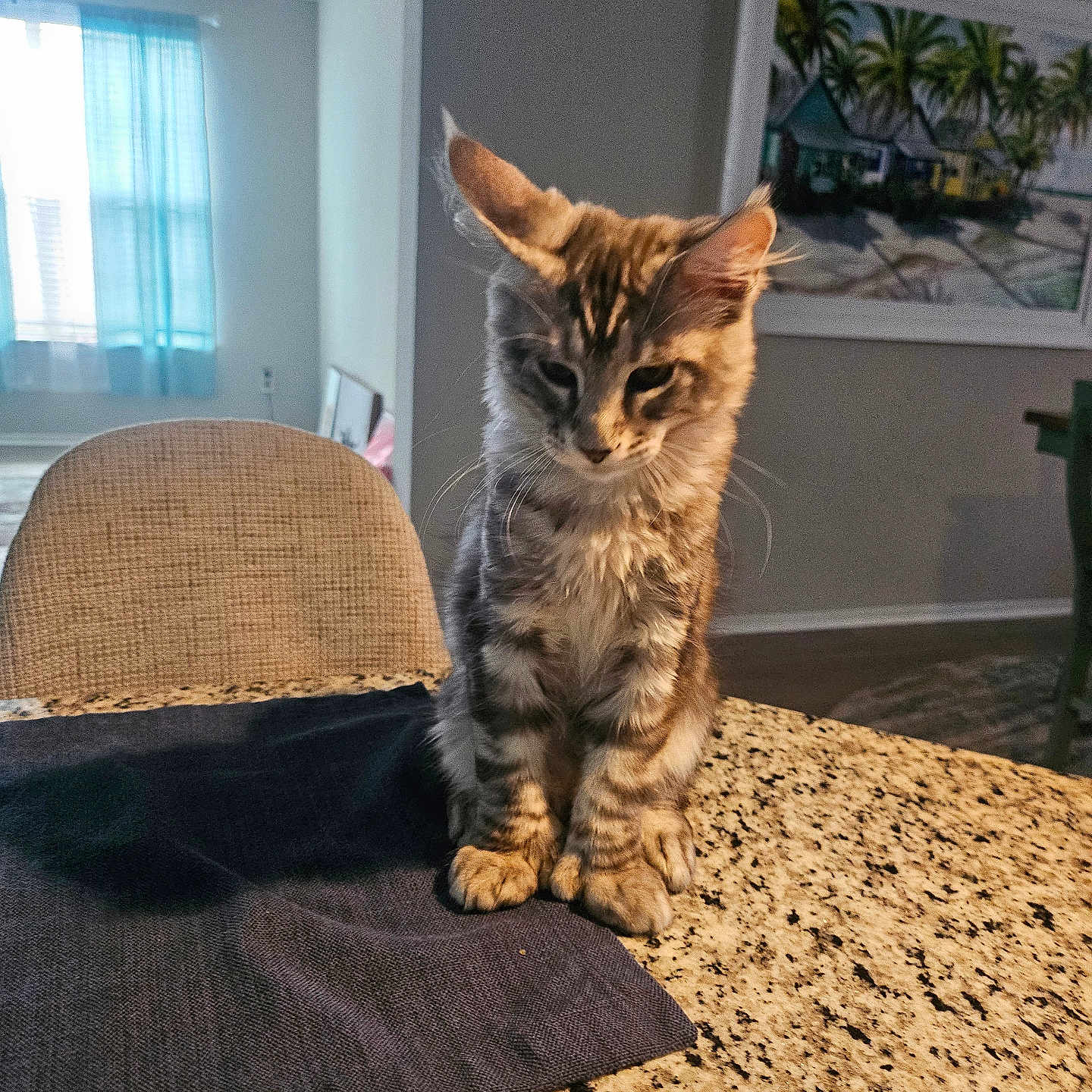 Louie joined the competition — help win amazing prizes! blue_curtain, cat, chair, countertop, domestic_cat, ears, floor, fur, furniture, granite, indoor, kitten, painting, paws, pet, tabby, table, wall, whiskers, young_cat