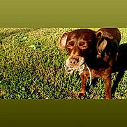 Coco joined the competition — help win amazing prizes! animal, brown_dog, canine, closeup, cute, daylight, dog, ears, fur, grass, mammal, mouth, nature, outdoor, pet, playful, shadow, standing, sunlight, toy