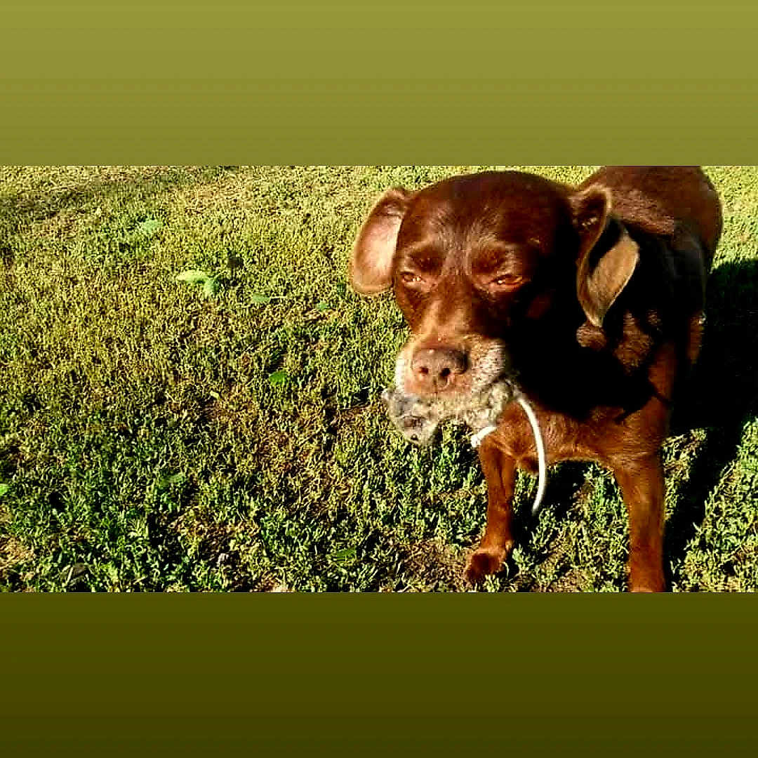 Coco joined the competition — help win amazing prizes! animal, brown_dog, canine, closeup, cute, daylight, dog, ears, fur, grass, mammal, mouth, nature, outdoor, pet, playful, shadow, standing, sunlight, toy