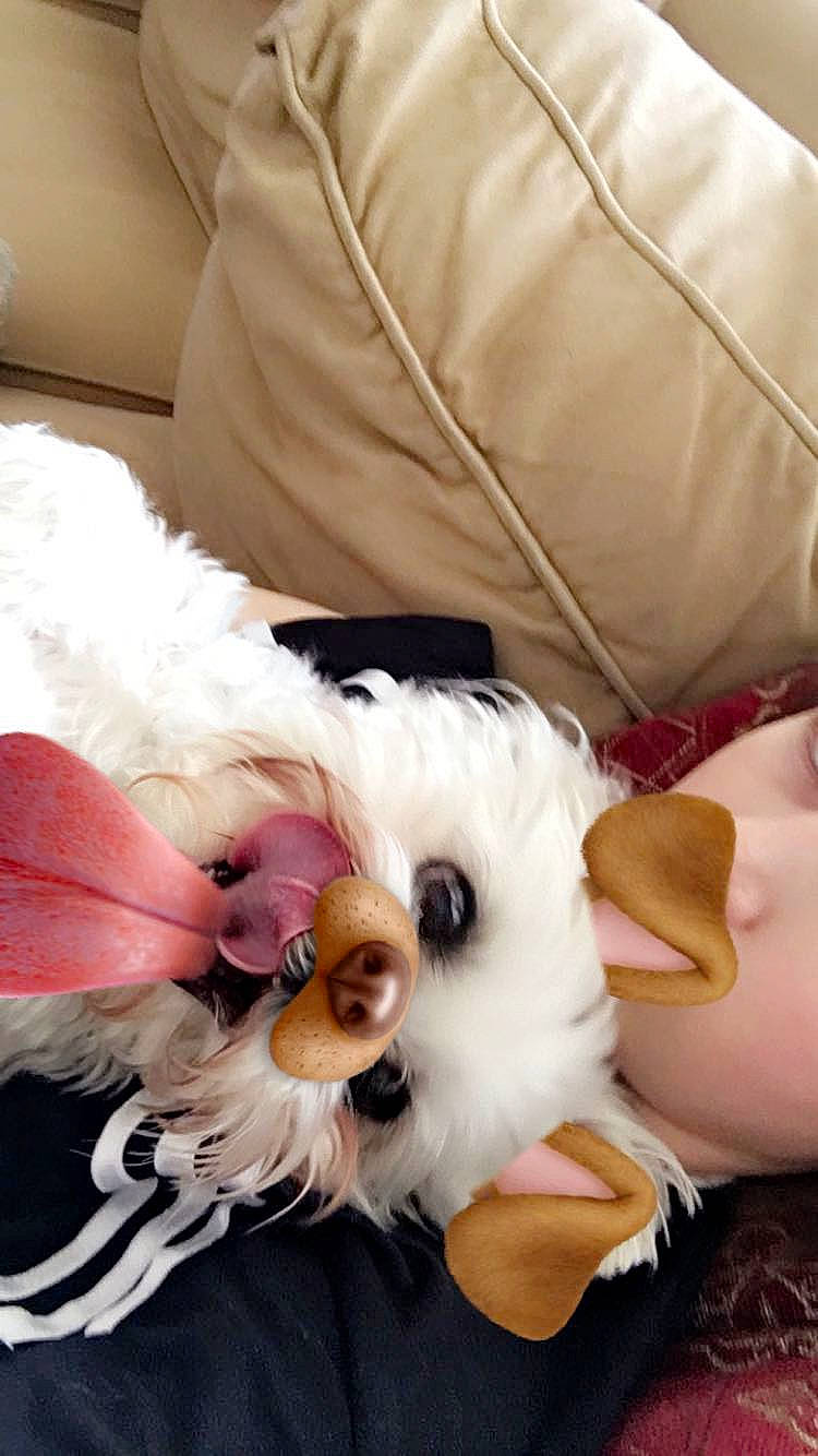 Maddy joined the competition — help win amazing prizes! bichon, bolonka, canidae, carnivore, cavachon, cavapoo, companion_dog, dog, dog_breed, ear, havanese, maltepoo, maltese, morkie, non_sporting_group, puppy, puppy_love, shih_tzu, sporting_group, toy_dog