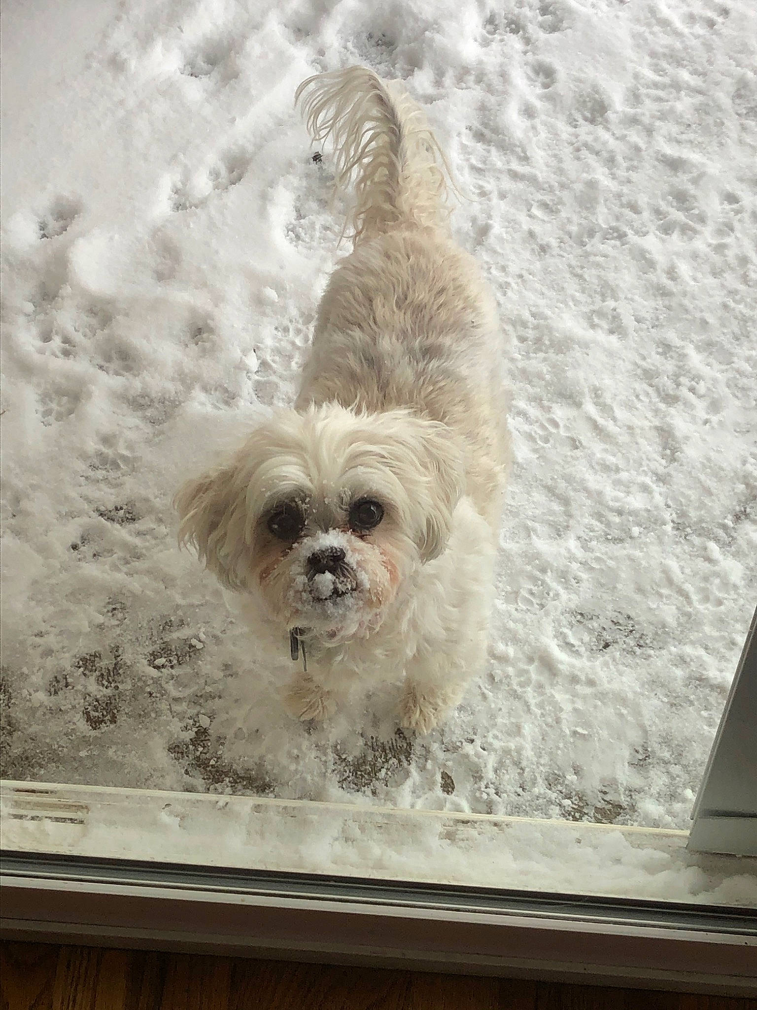 Maddy is registered to the contest to win money with this photo: canidae, carnivore, cavachon, cavapoo, companion_dog, dog, dog_breed, glen_of_imaal_terrier, havanese, lhasa_apso, maltese, mammal, morkie, pekapoo, poodle_crossbreed, puppy, rare_breed_dog, shih_tzu, sporting_group, toy_dog