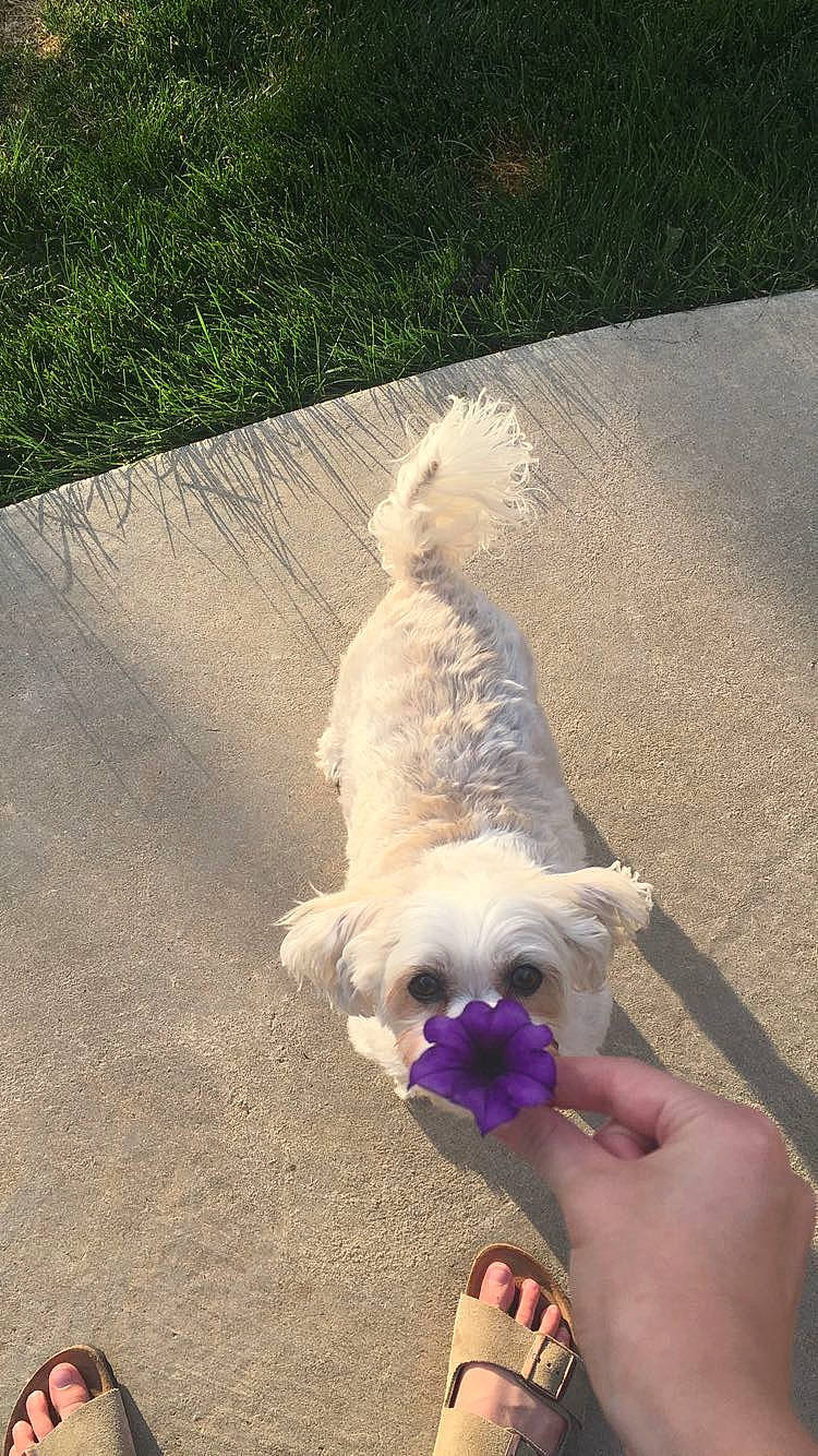 Maddy joined the competition — help win amazing prizes! cairn_terrier, canidae, carnivore, companion_dog, dog, dog_breed, ear, fawn, havanese, lhasa_apso, maltese, schnoodle, skye_terrier, sporting_group, sporting_lucas_terrier, tail, terrier, toy_dog, west_highland_white_terrier