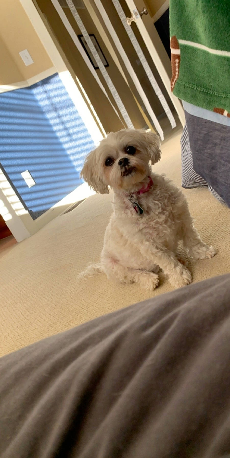 Maddy joined the competition — help win amazing prizes! canidae, carnivore, cavachon, cavapoo, cockapoo, companion_dog, dog, dog_breed, goldendoodle, maltepoo, maltese, mammal, miniature_poodle, morkie, poodle_crossbreed, puppy, schnoodle, snout, toy_poodle, vertebrate