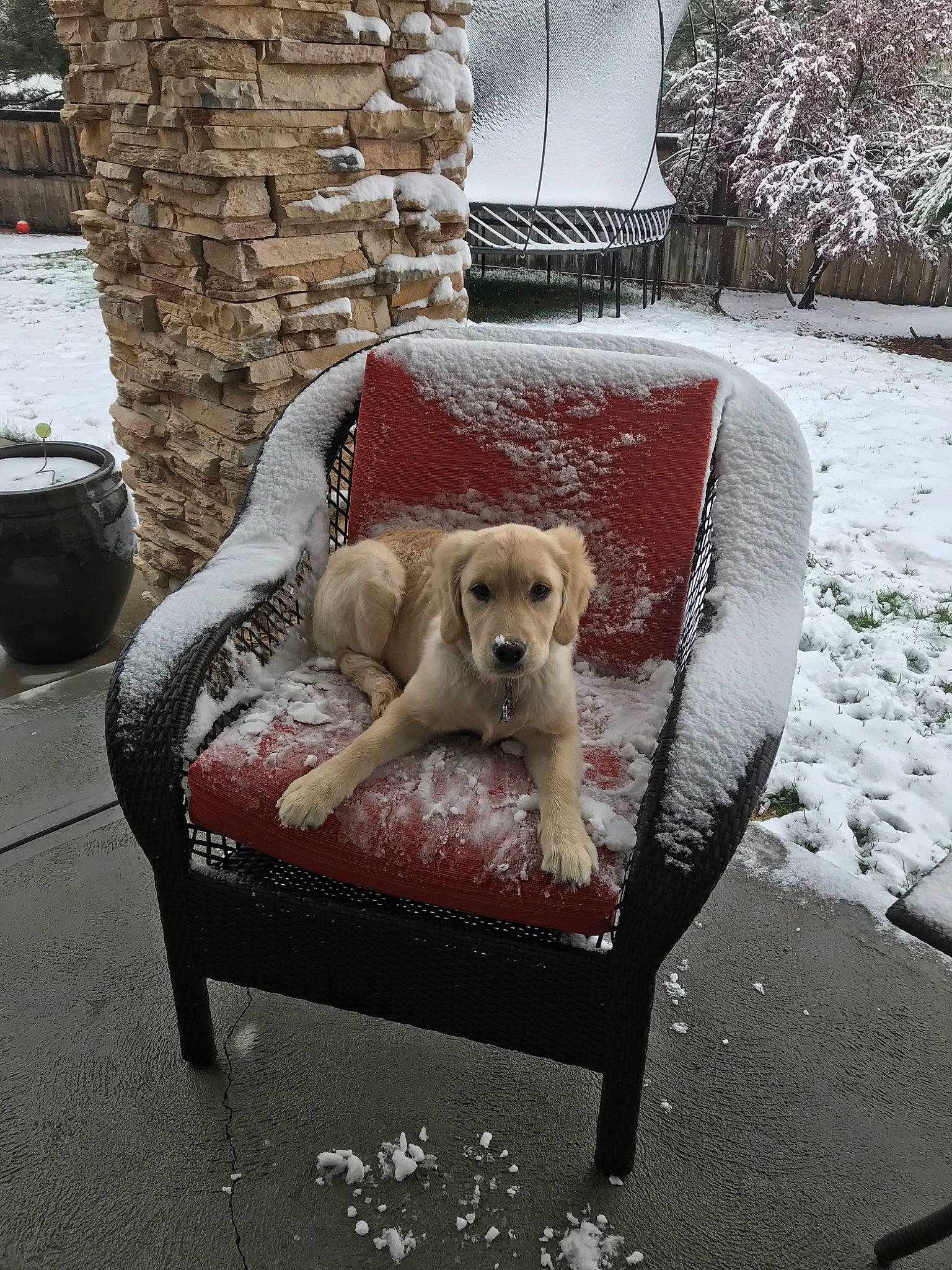 Hailey is registered to the contest to win money with this photo: canidae, carnivore, companion_dog, dog, dog_breed, furniture, golden_retriever, labrador_retriever, retriever, snow, spinone_italiano, sporting_group, winter