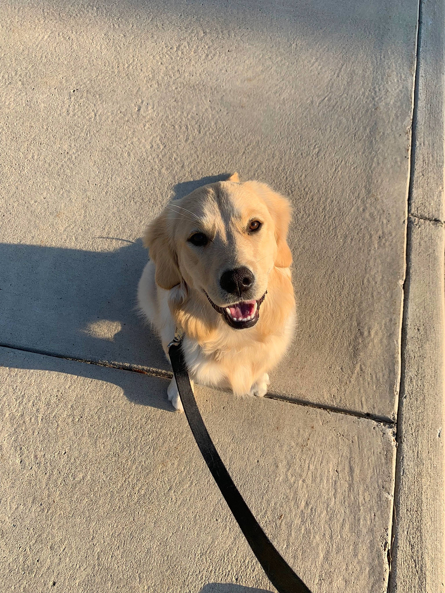 Hailey is registered to the contest to win money with this photo: akbash_dog, canidae, carnivore, companion_dog, dog, dog_breed, fawn, golden_retriever, labrador_retriever, leash, mammal, retriever, snout, sporting_group, street_dog, vertebrate, working_dog