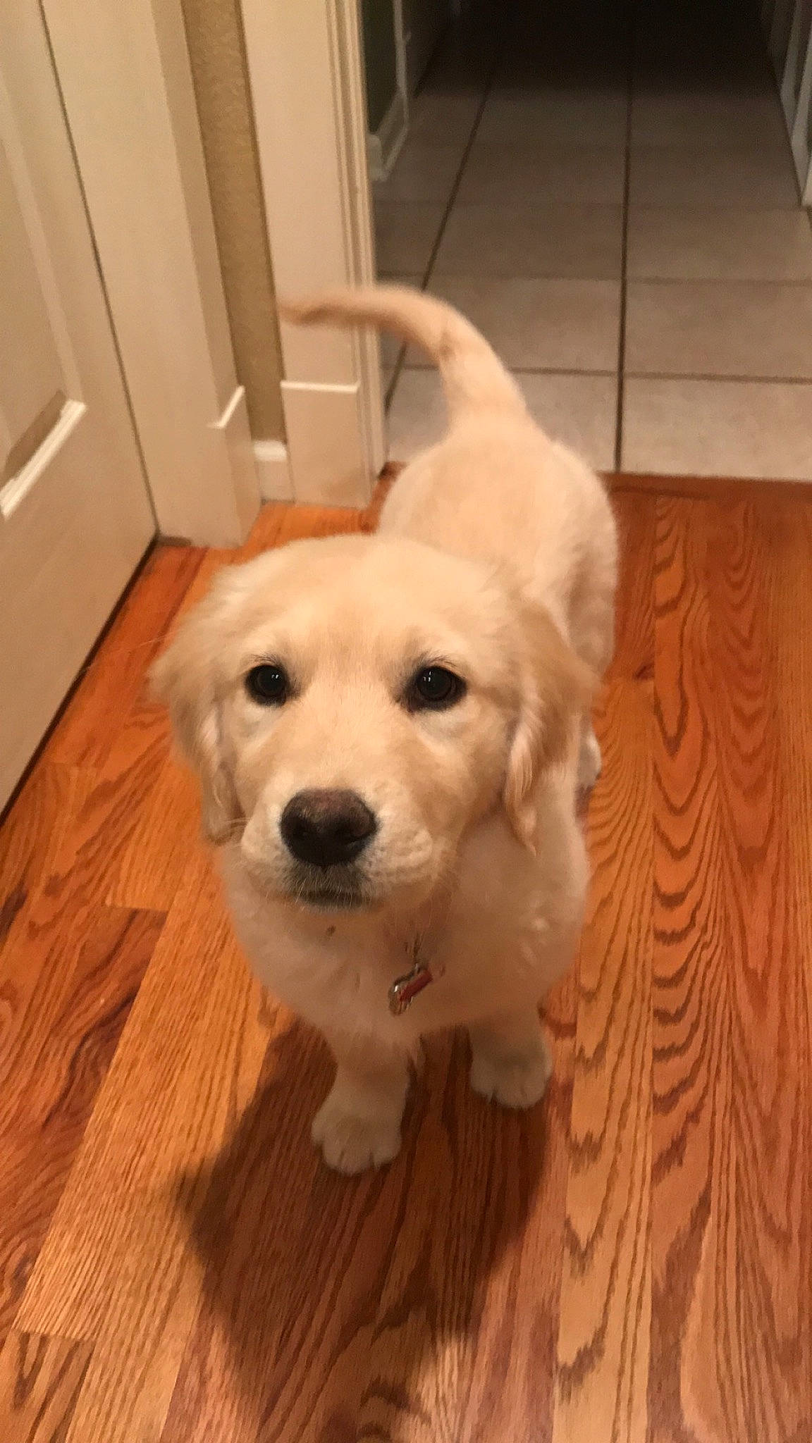 Hailey joined the competition — help win amazing prizes! akbash_dog, beagador, canidae, carnivore, companion_dog, dog, dog_breed, fawn, golden_retriever, hardwood, labrador_retriever, mammal, maremma_sheepdog, nose, puppy, rare_breed_dog, retriever, small_greek_domestic_dog, sporting_group, tail