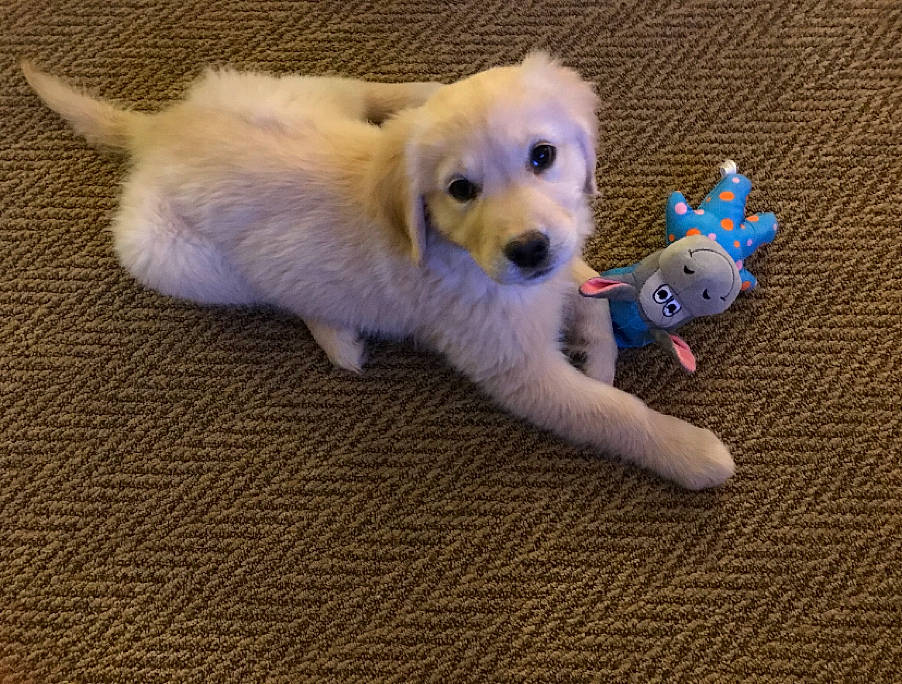 Hailey is registered to the contest to win money with this photo: akbash_dog, canidae, carnivore, cavachon, companion_dog, dog, dog_breed, dog_toy, golden_retriever, mammal, paw, puppy, rare_breed_dog, retriever, slovak_cuvac, small_greek_domestic_dog, sporting_group, tail, vertebrate