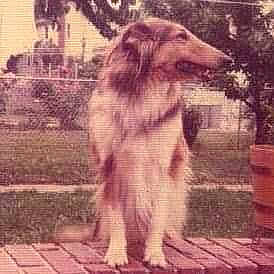 Girl is registered to the contest to win money with this photo: borzoi, canidae, carnivore, companion_dog, dog, dog_breed, fawn, fur, happy, liver, metal, plant, snout, sporting_group, tail, terrestrial_animal, tree, wildlife, wood, working_animal