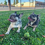 Nala And Diesel joined the competition — help win amazing prizes! animal, canine, clover, collar, daytime, dog, fence, french_bulldog, grass, happy, nature, outdoor, park, pet, playing, resting, sunny, tennis_ball, tongue_out, two_dogs
