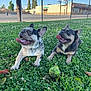 animal, canine, clover, collar, daytime, dog, fence, french_bulldog, grass, happy, nature, outdoor, park, pet, playing, resting, sunny, tennis_ball, tongue_out, two_dogs