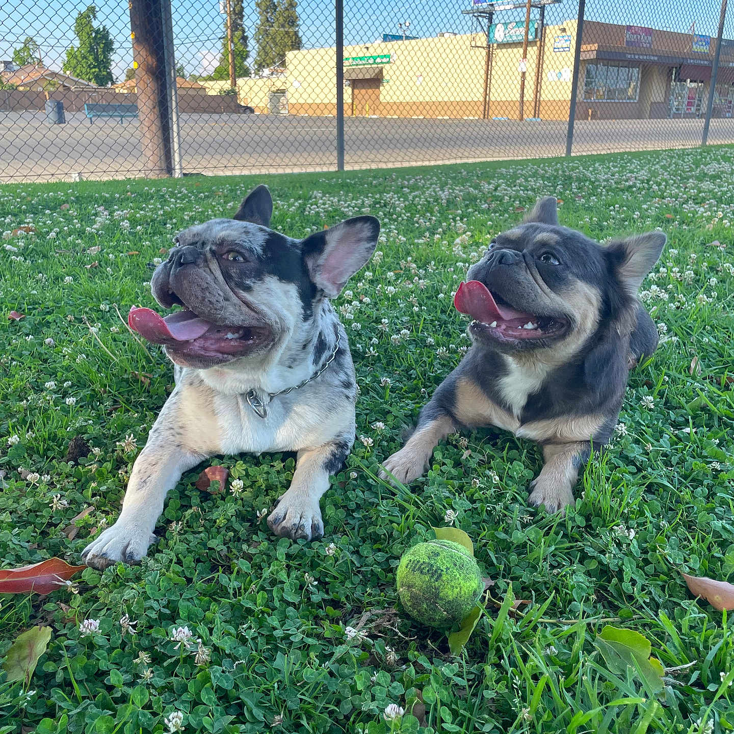 Nala And Diesel joined the competition — help win amazing prizes! animal, canine, clover, collar, daytime, dog, fence, french_bulldog, grass, happy, nature, outdoor, park, pet, playing, resting, sunny, tennis_ball, tongue_out, two_dogs