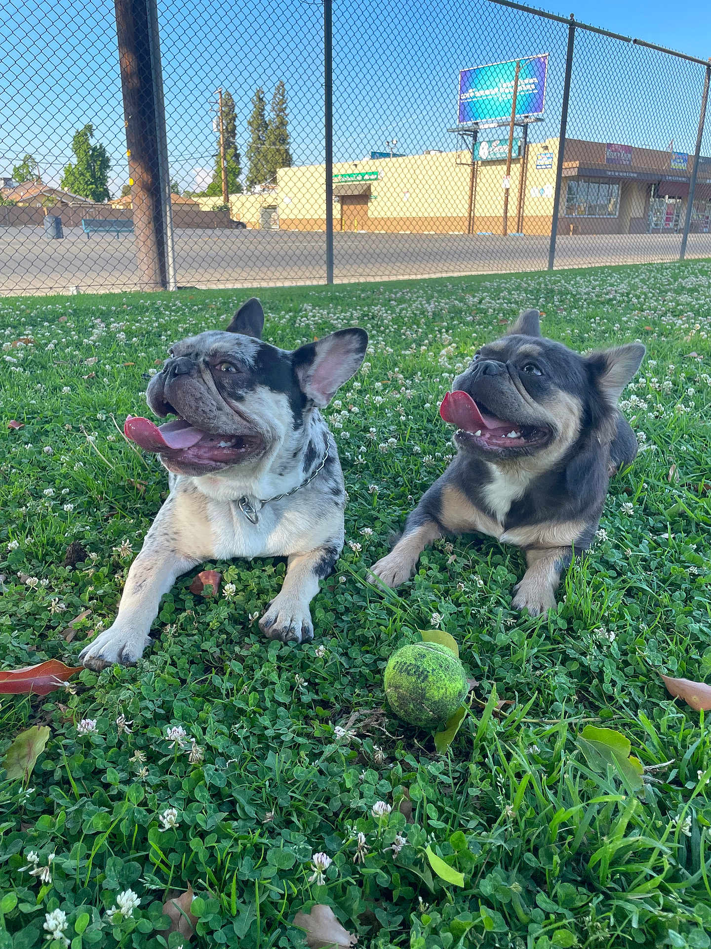 Nala And Diesel joined the competition — help win amazing prizes! animal, canine, clover, collar, daytime, dog, fence, french_bulldog, grass, happy, nature, outdoor, park, pet, playing, resting, sunny, tennis_ball, tongue_out, two_dogs
