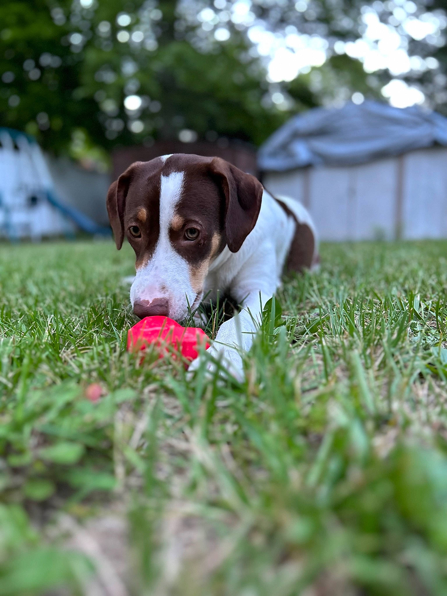Taffy is registered to the contest to win money with this photo: ball, canidae, carmine, carnivore, companion_dog, dog, dog_breed, dog_supply, fawn, football, grass, groundcover, hunting_dog, plant, puppy, snout, soccer_ball, sporting_group, tail, tree