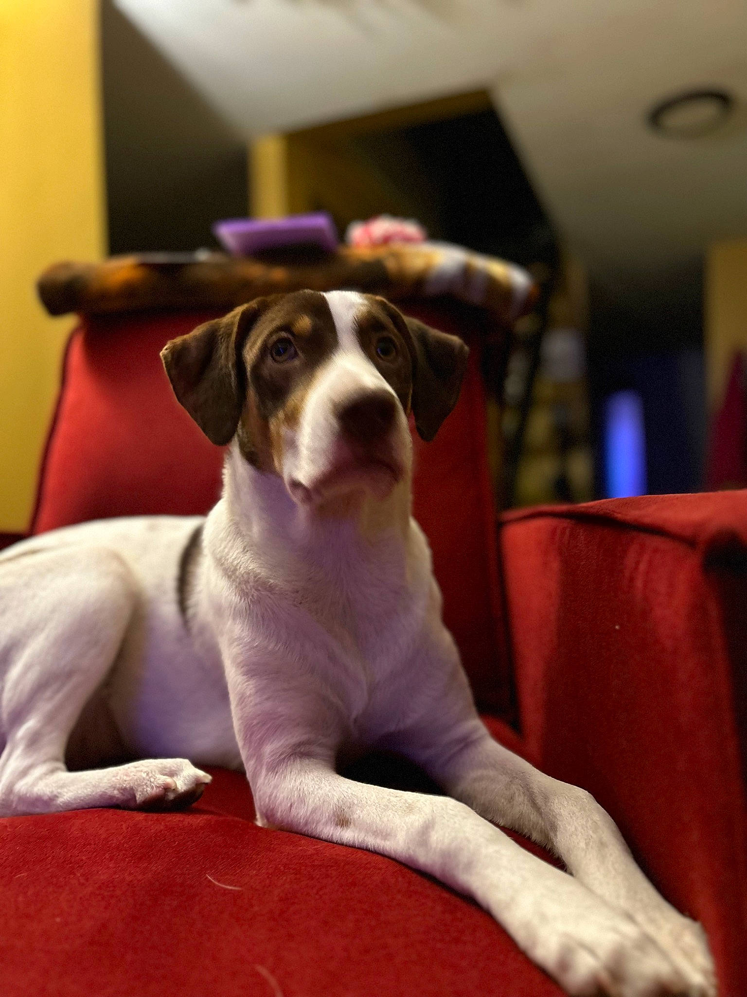 Taffy joined the competition — help win amazing prizes! canidae, carnivore, collar, comfort, companion_dog, couch, dog, dog_breed, fawn, fur, non_sporting_group, paw, puppy, snout, sporting_group, working_animal