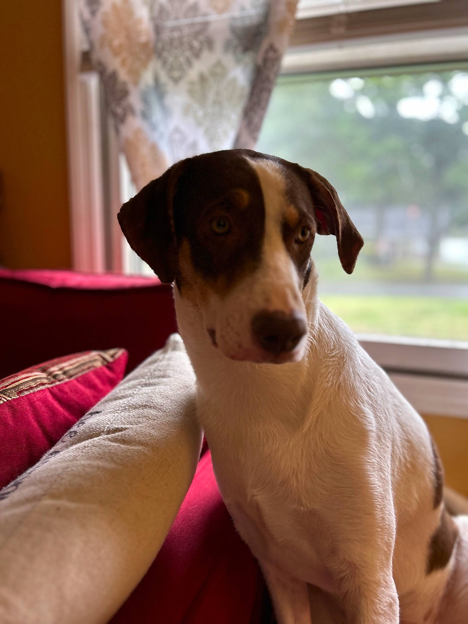 Taffy is registered to the contest to win money with this photo: canidae, carnivore, collar, comfort, companion_dog, dog, dog_breed, dog_collar, dog_supply, fawn, hound, liver, paw, pet_supply, sighthound, snout, sporting_group, whiskers, window, working_animal