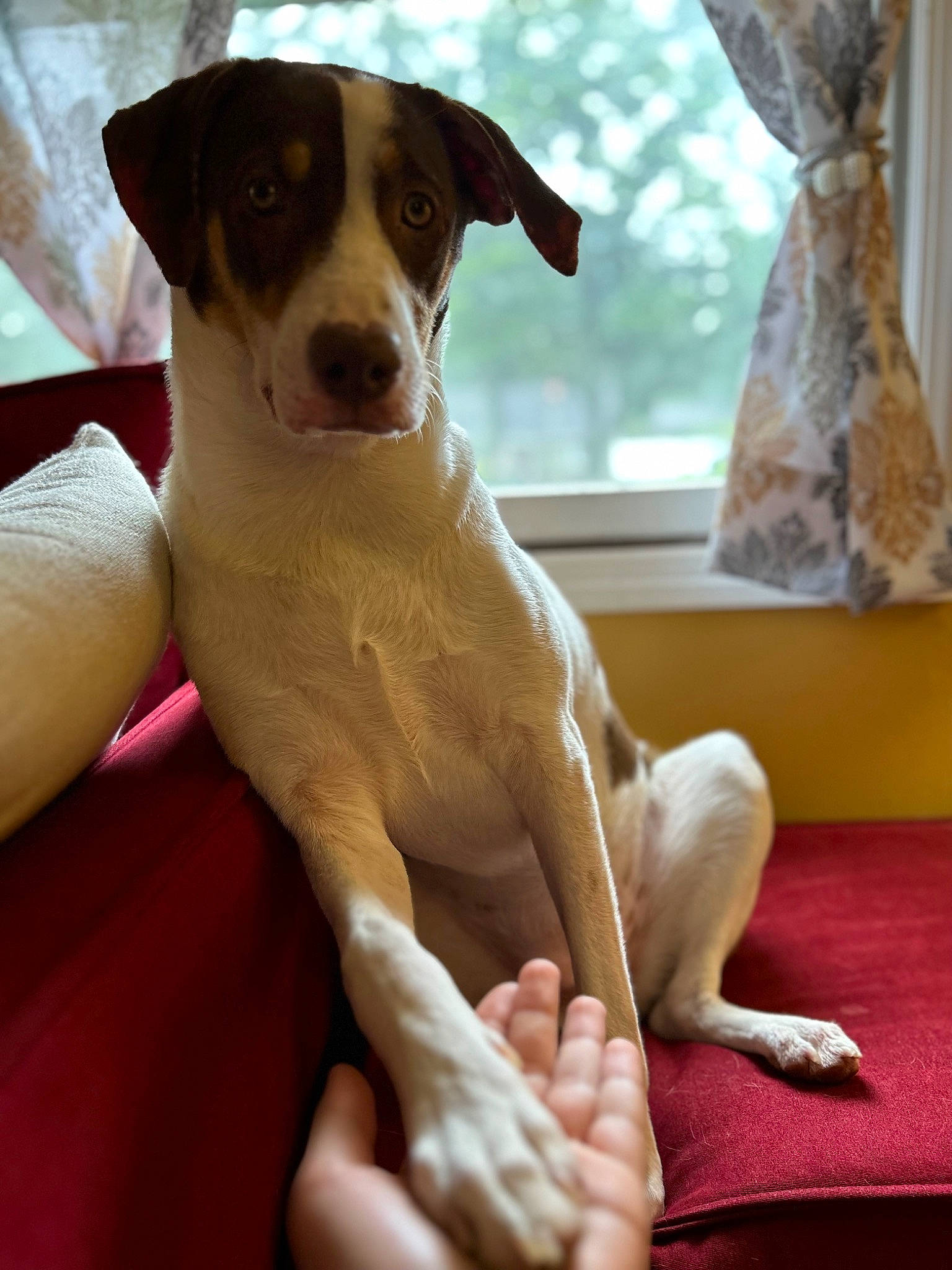 Taffy joined the competition — help win amazing prizes! canidae, carnivore, collar, comfort, companion_dog, dog, dog_breed, fawn, foot, gesture, human_leg, knee, paw, snout, sporting_group, thigh, whiskers, window, working_animal, wrist