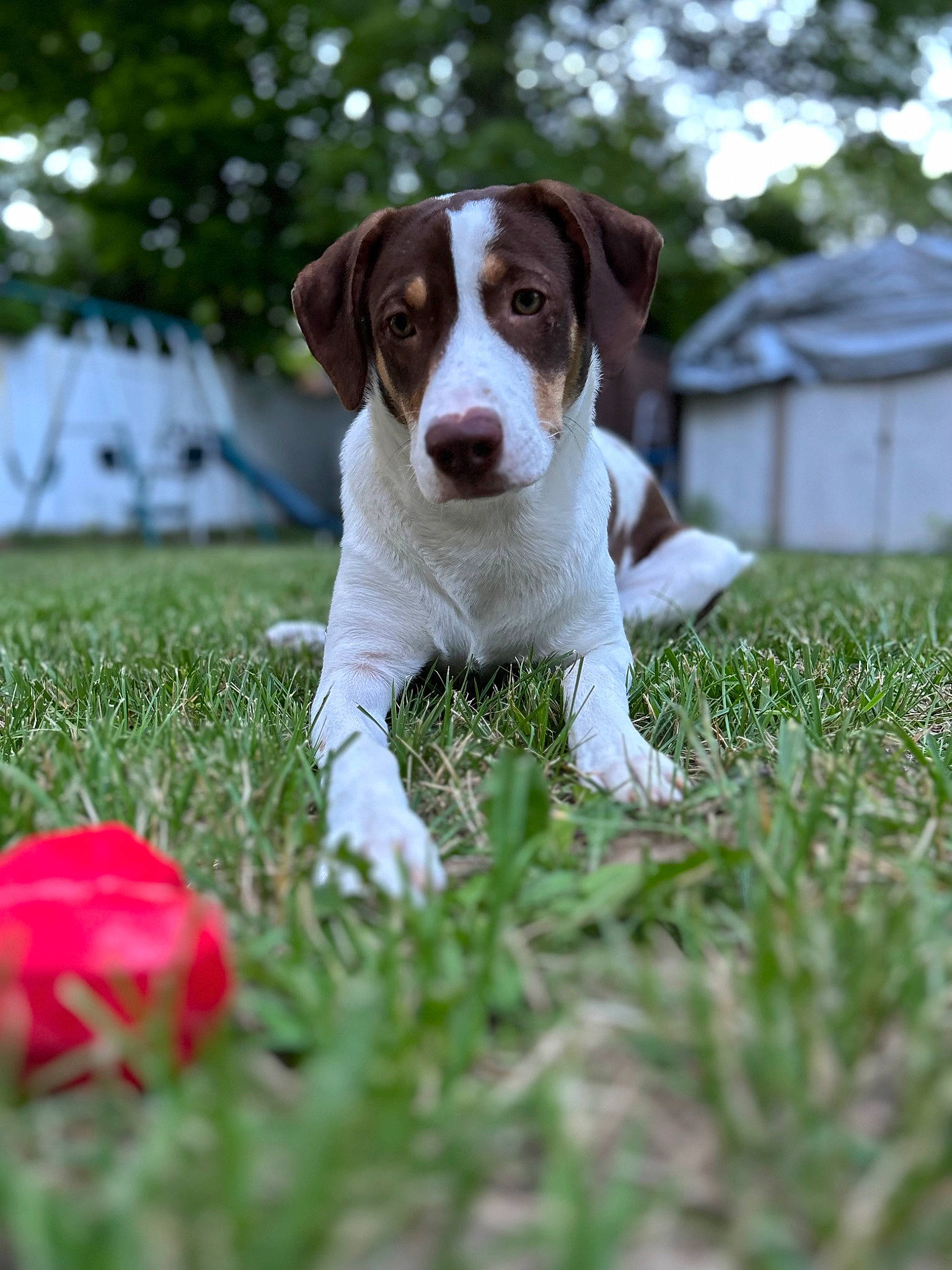 Taffy is registered to the contest to win money with this photo: ball, canidae, carnivore, companion_dog, dog, dog_breed, fawn, football, grass, gun_dog, hound, liver, petal, plant, pointing_breed, snout, sporting_group, sports_equipment, tail, tennis_ball
