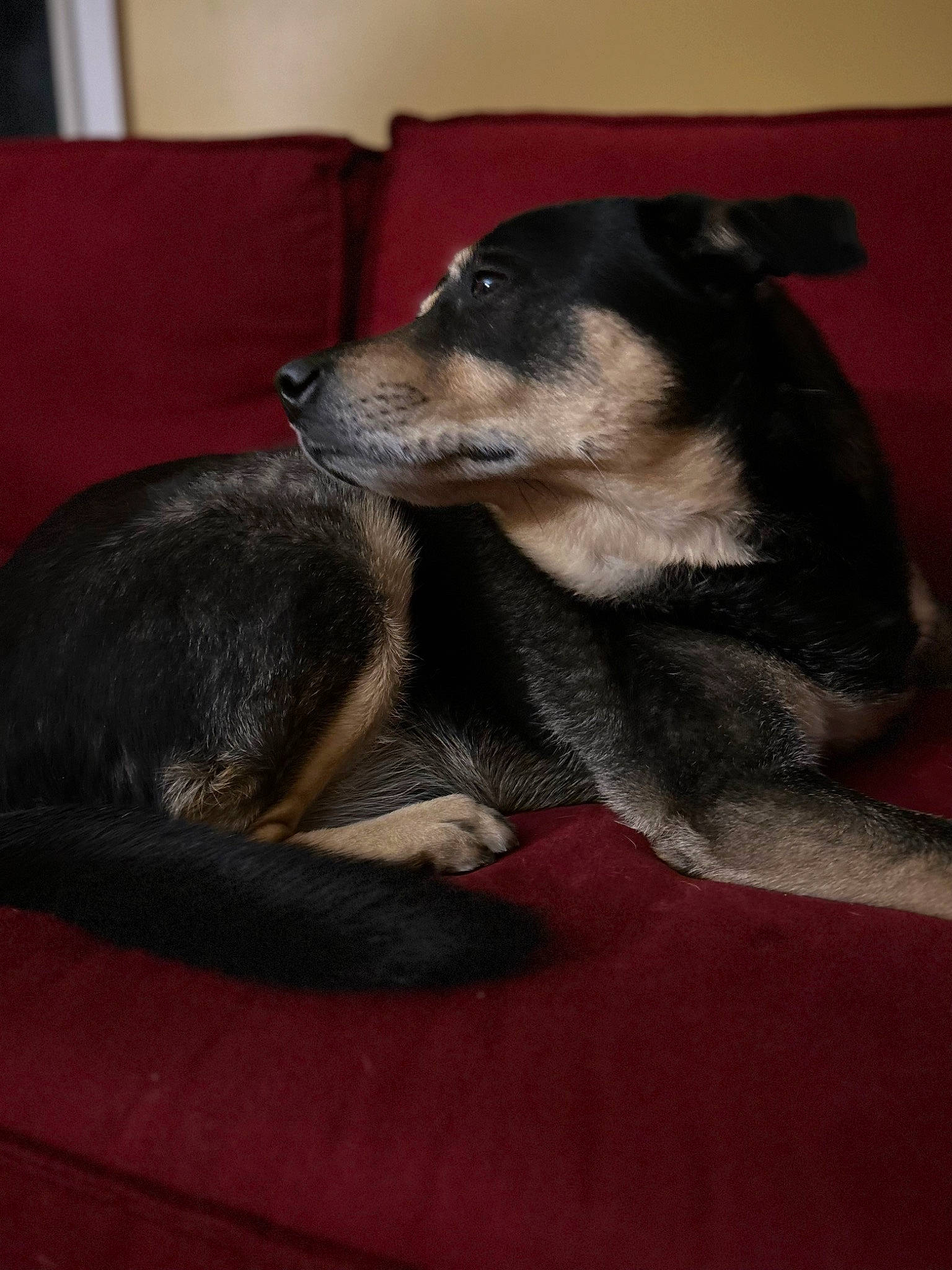 Tootsie is registered to the contest to win money with this photo: carnivore, comfort, companion_dog, dog, dog_breed, fur, grey, paw, puppy, snout, terrestrial_animal, whiskers, working_dog