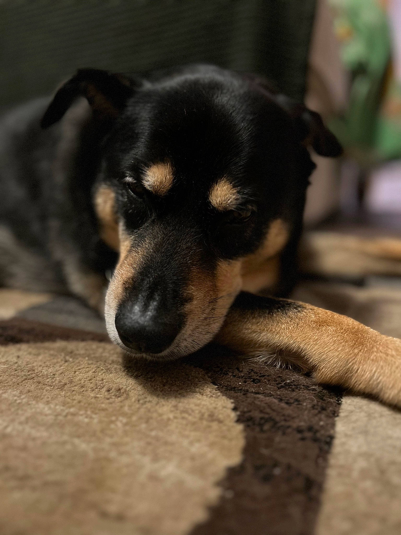 Tootsie joined the competition — help win amazing prizes! canidae, carnivore, companion_dog, dog, dog_breed, fawn, fur, guard_dog, paw, puppy, snout, sporting_group, street_dog, terrestrial_animal, toy_dog, whiskers, working_dog