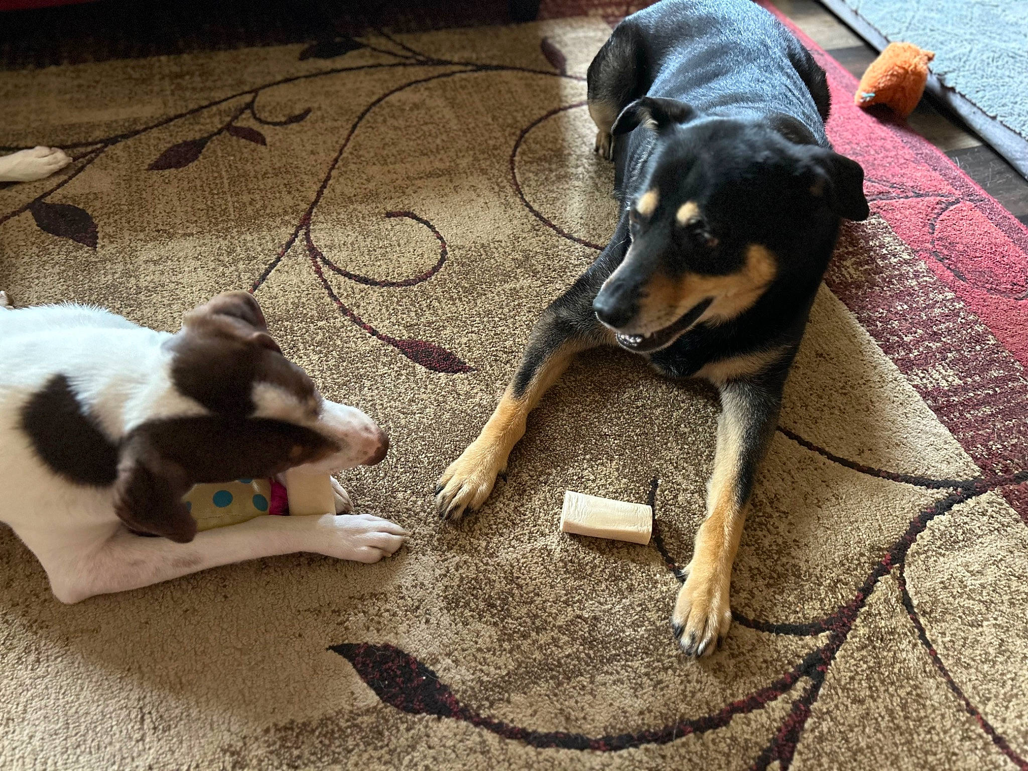 Tootsie is registered to the contest to win money with this photo: canidae, carnivore, companion_dog, dog, dog_breed, fawn, flooring, fur, paw, pet_food, pet_supply, pinscher, puppy, snout, sporting_group, street_dog, tail, toy_dog, working_animal, working_dog