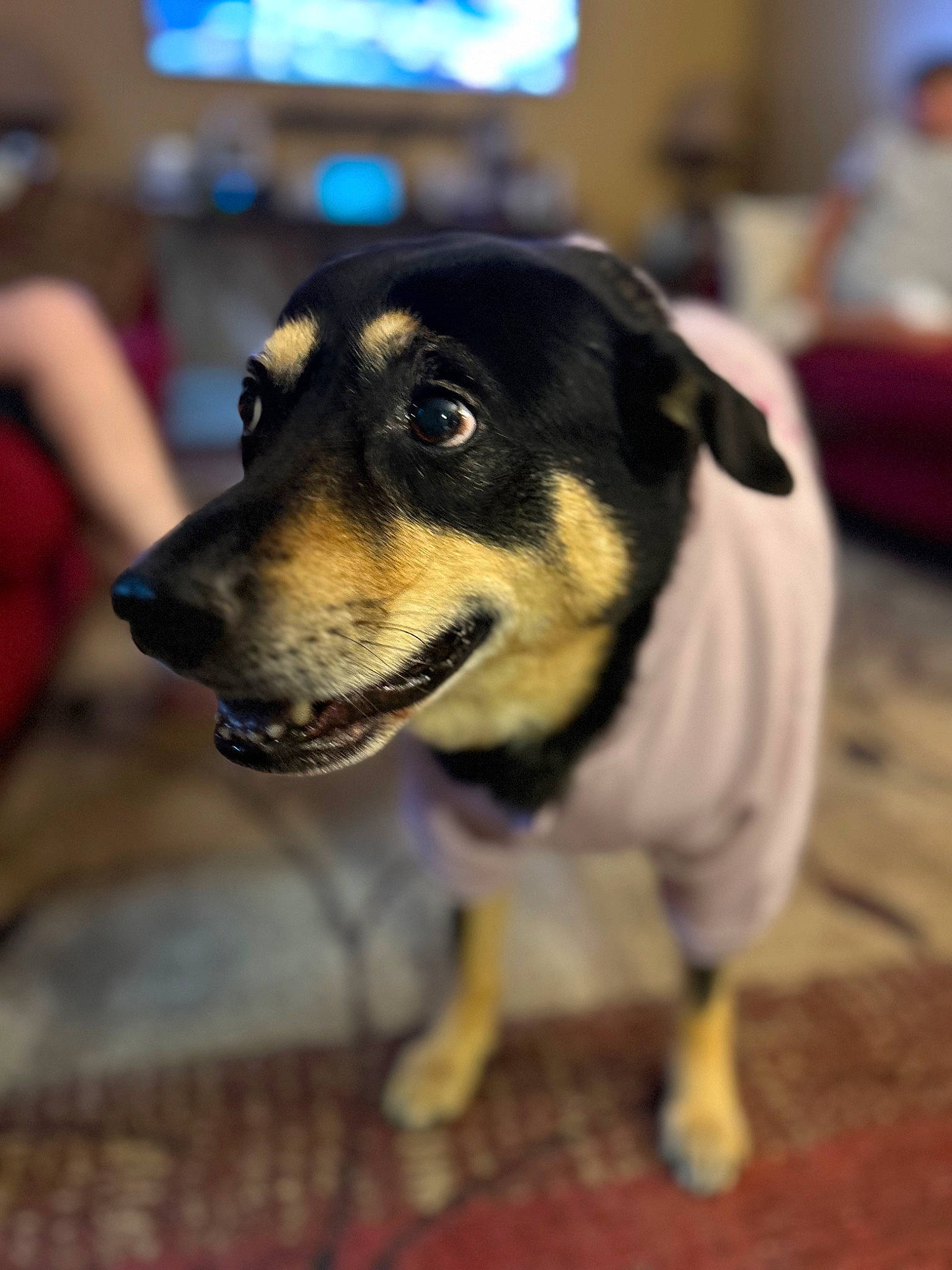 Tootsie joined the competition — help win amazing prizes! canidae, carnivore, collar, companion_dog, dog, dog_breed, flooring, fur, puppy, snout, sporting_group, whiskers, working_animal, working_dog