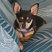 Mikaelangelo is registered to the contest to win money with this photo: dog, chihuahua, small_dog, pet, couch, cushion, indoor, resting, ears, fur, animal, companion, relaxed, home, portrait, canine, cute, sitting, domestic_animal, closeup