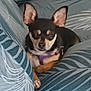 dog, chihuahua, small_dog, pet, couch, cushion, indoor, resting, ears, fur, animal, companion, relaxed, home, portrait, canine, cute, sitting, domestic_animal, closeup