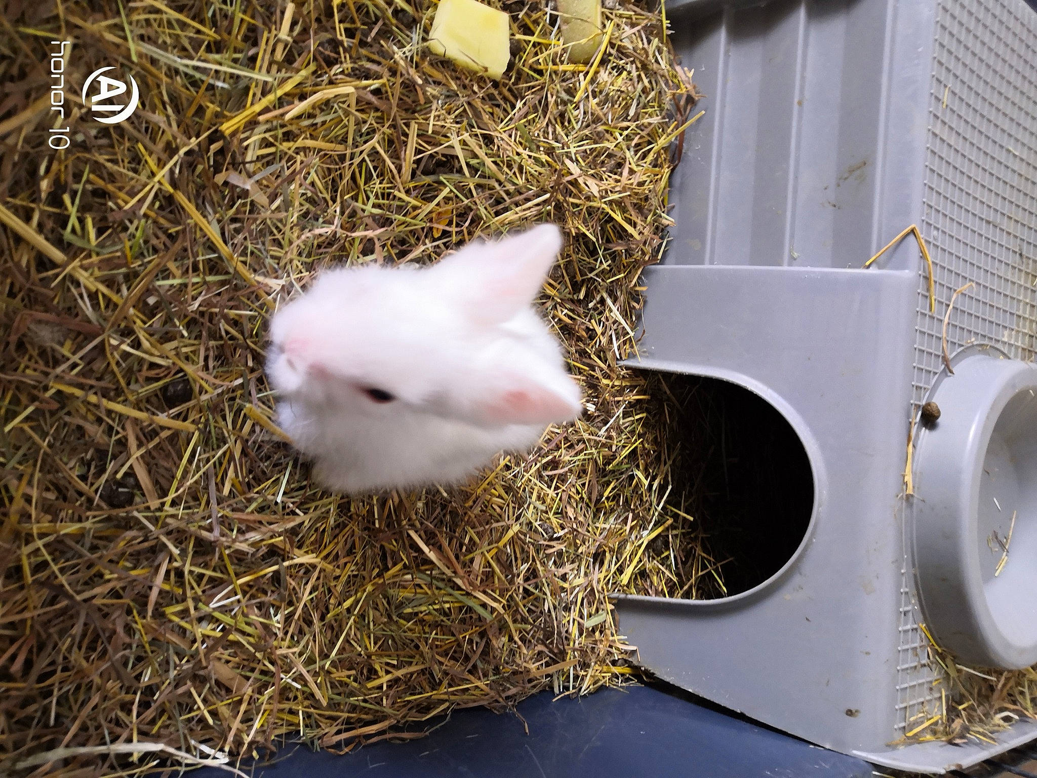 Lapin a rejoint le concours — aidez-le/la à gagner de superbes lots ! birdhouse, cage, domestic_rabbit, easter_bunny, fawn, grass, hamster, hay, rabbit, rabbits_and_hares, straw