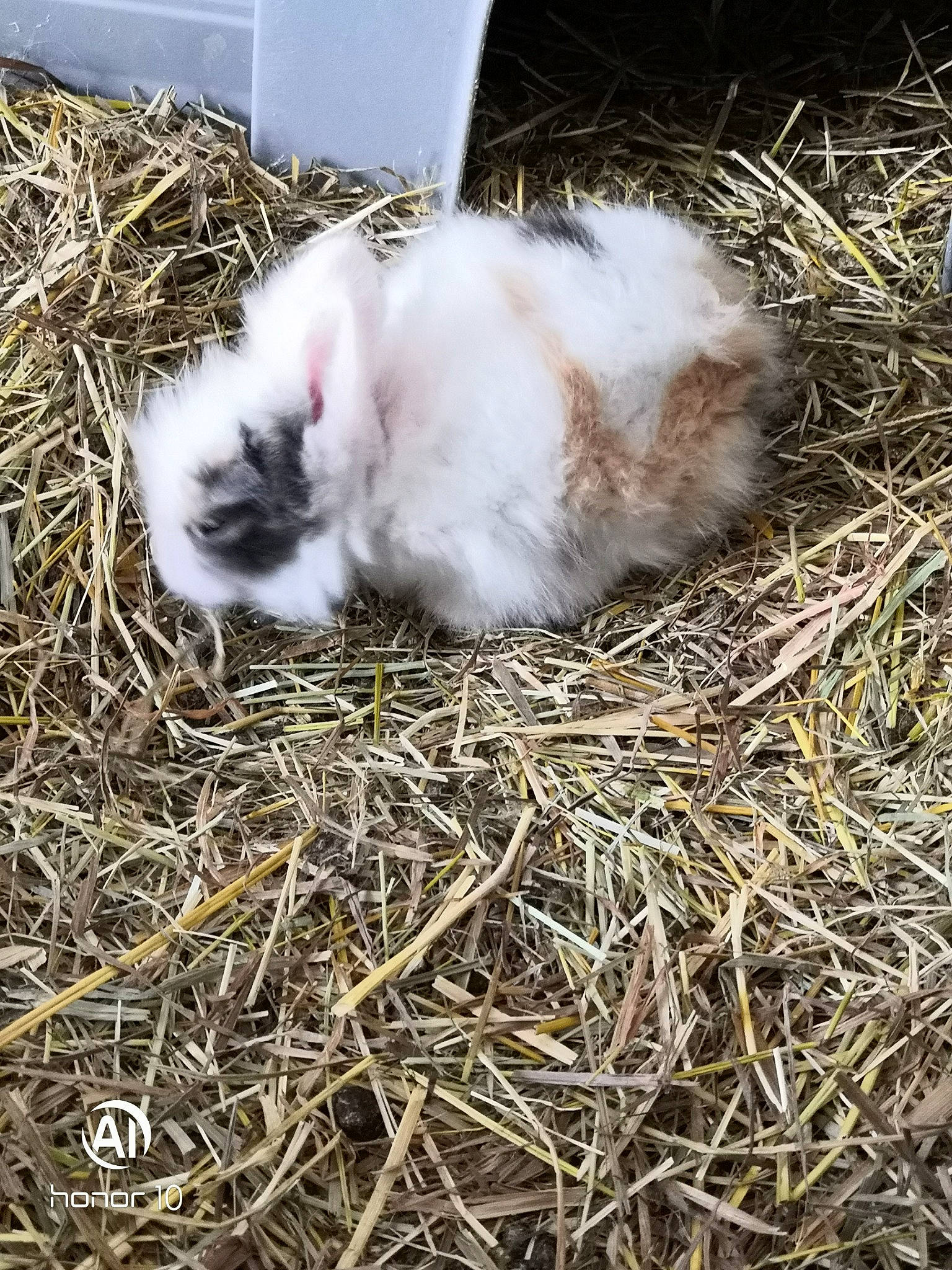 Lapin participe au concours pour gagner de l'argent avec cette photo : angora_rabbit, domestic_rabbit, fur, grass, guinea_pig, rabbit, rabbits_and_hares, straw
