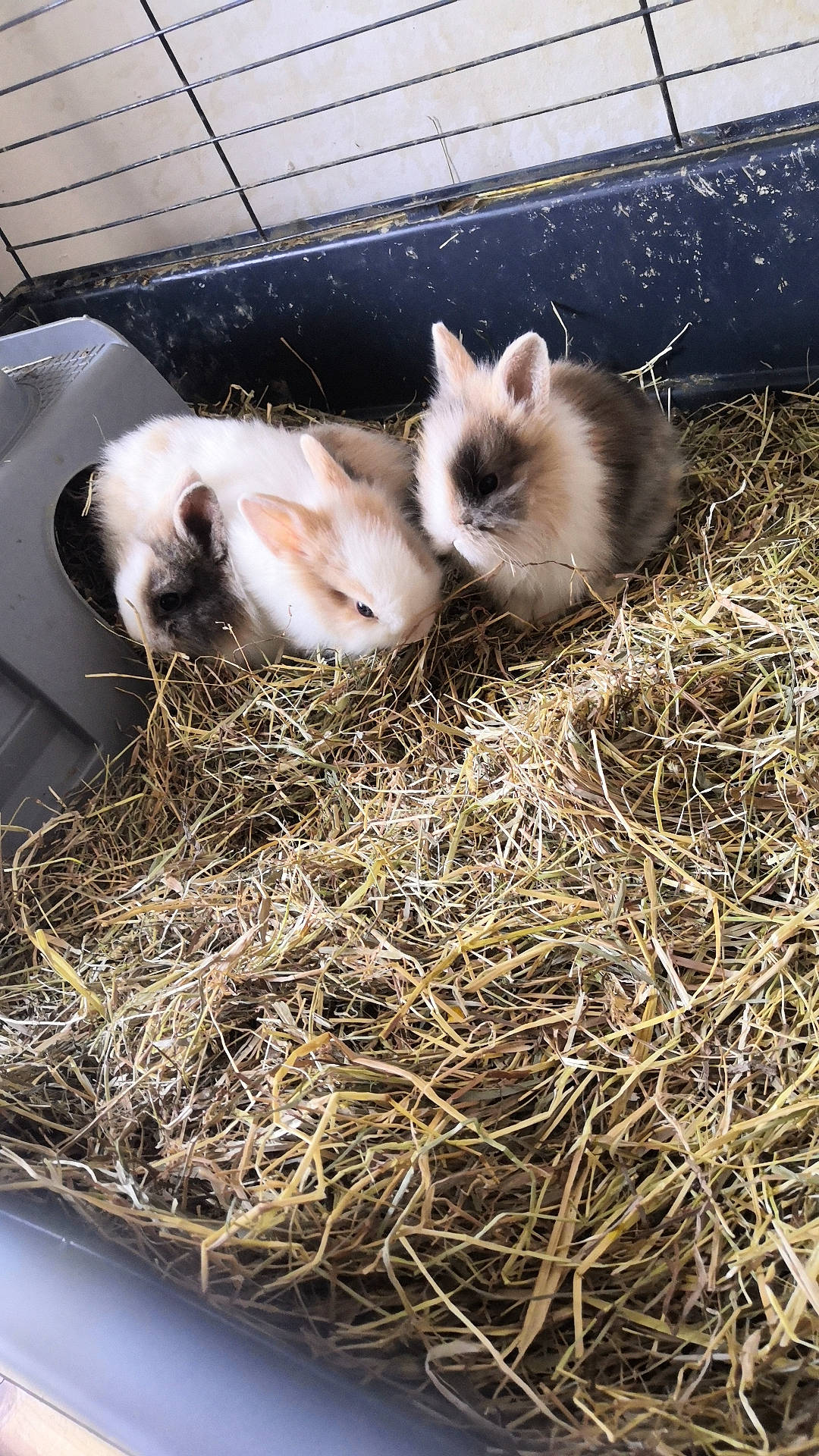 Lapin participe au concours pour gagner de l'argent avec cette photo : barn_owl, cat, domestic_rabbit, fur, grass, hay, whiskers