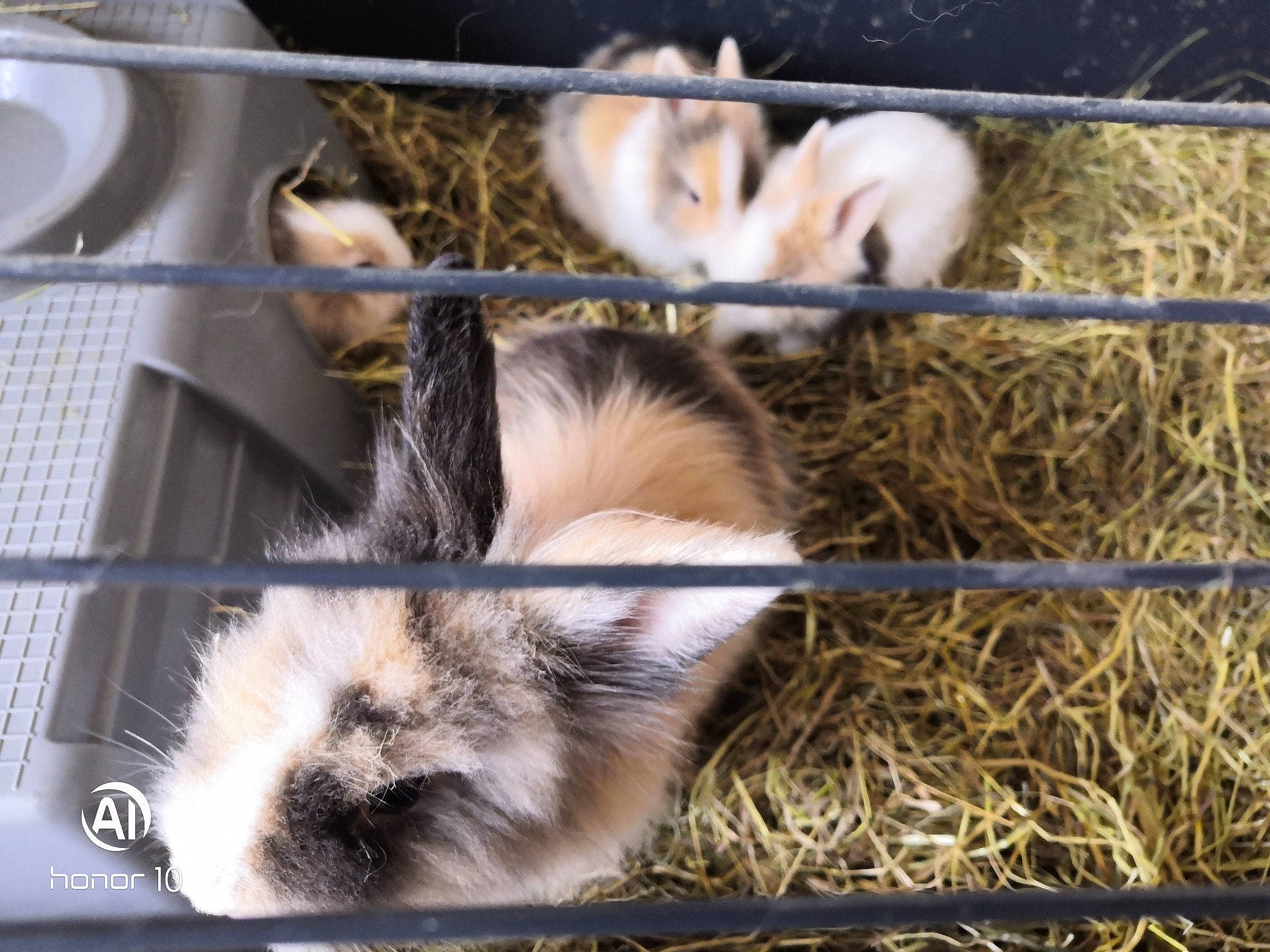 Lapin a rejoint le concours — aidez-le/la à gagner de superbes lots ! animal_shelter, cage, domestic_rabbit, fawn, fur, guinea_pig, rabbit, rabbits_and_hares, snout, whiskers