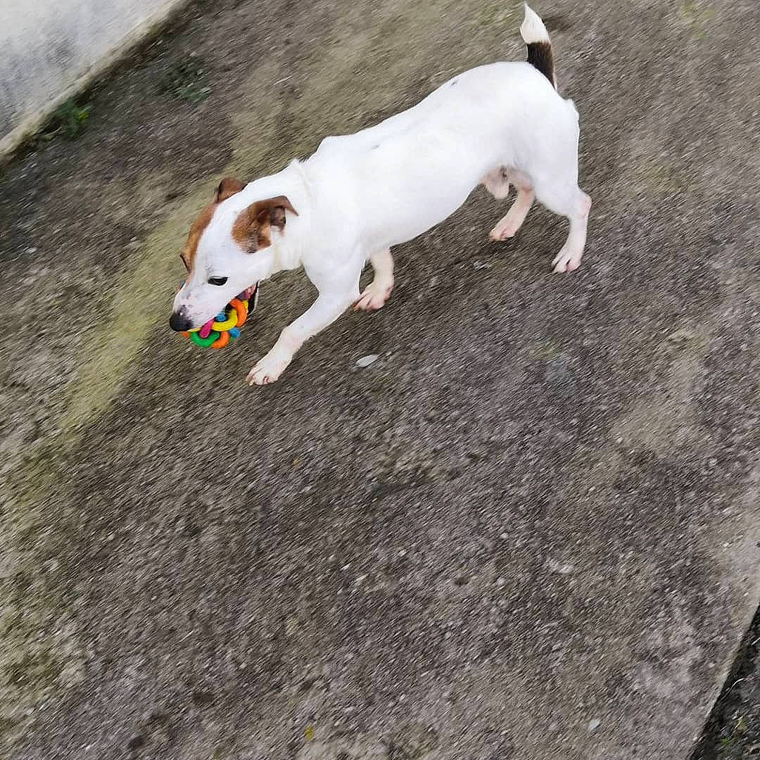 Junior participe au concours pour gagner de l'argent avec cette photo : canidae, carnivore, companion_dog, dog, dog_breed, fawn, feist, jack_russell_terrier, mammal, parson_russell_terrier, play, russell_terrier, tail, terrier, treeing_feist, vertebrate