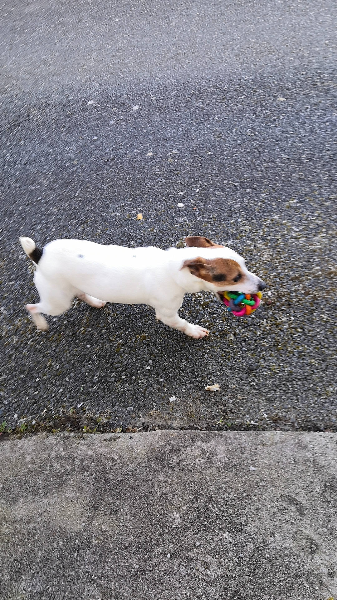 Junior a rejoint le concours — aidez-le/la à gagner de superbes lots ! canidae, carnivore, companion_dog, dog, dog_breed, fawn, fox_terrier, jack_russell_terrier, mammal, parson_russell_terrier, russell_terrier, smooth_fox_terrier, sporting_group, tail, terrier, treeing_feist