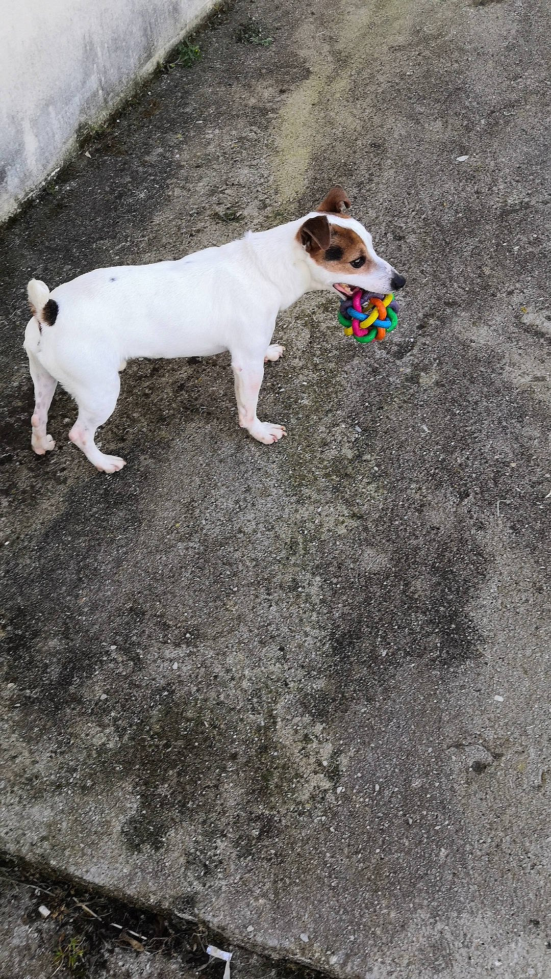 Junior participe au concours pour gagner de l'argent avec cette photo : brazilian_terrier, canidae, carnivore, companion_dog, dog, dog_breed, fawn, feist, grass, jack_russell_terrier, mammal, parson_russell_terrier, russell_terrier, sporting_group, terrier, treeing_feist